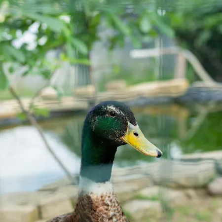 Il Lilla Appartement *