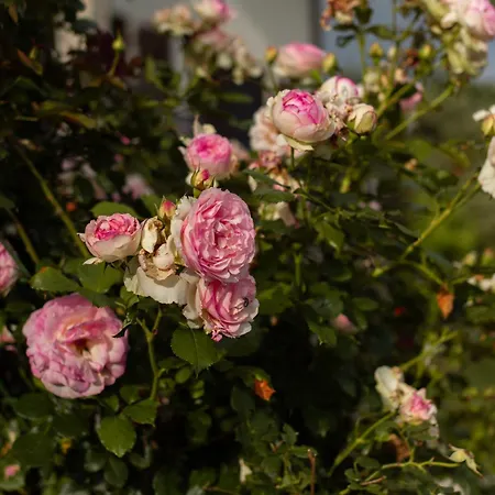 Il Lilla * Анкаран