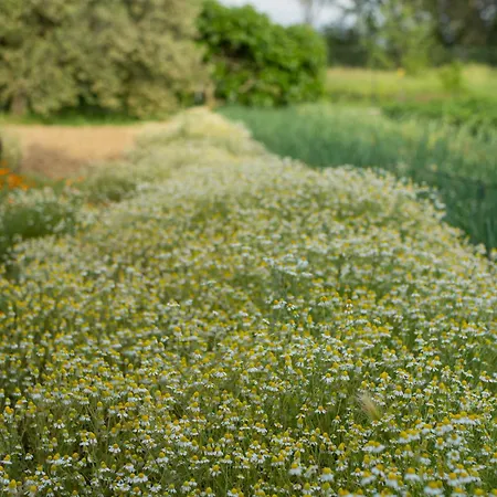 Il Lilla Апартаменты *