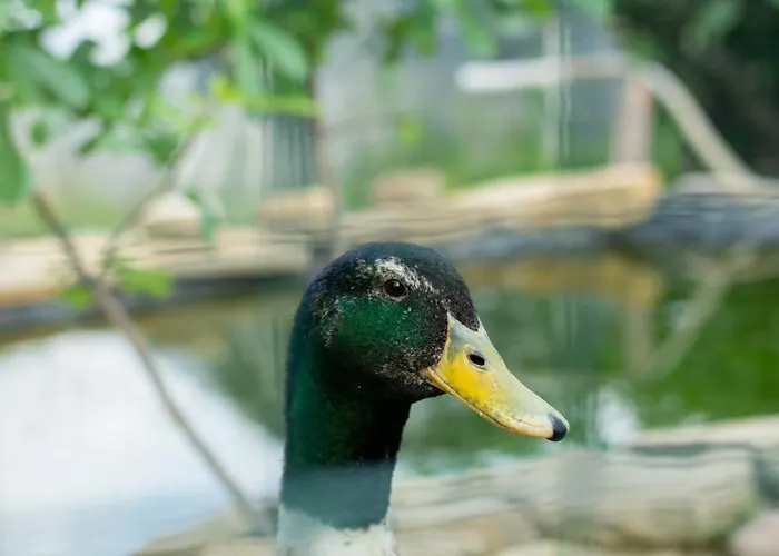 Il Lilla Appartement *