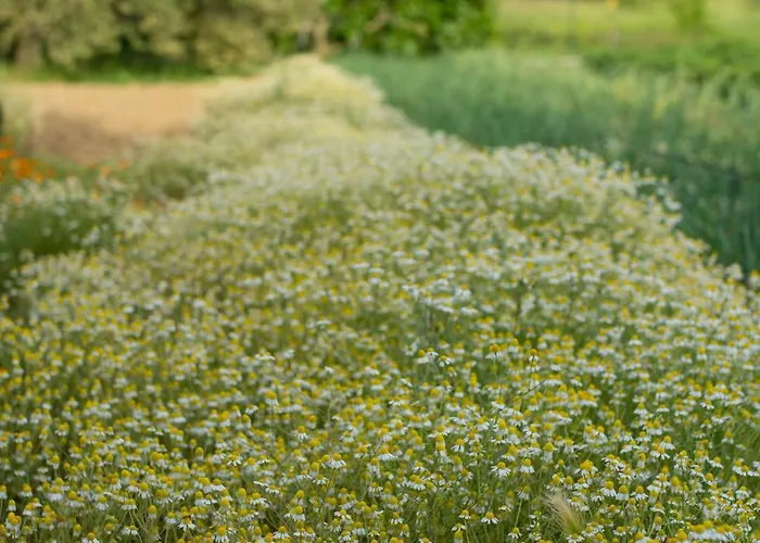 Il Lilla Appartement *
